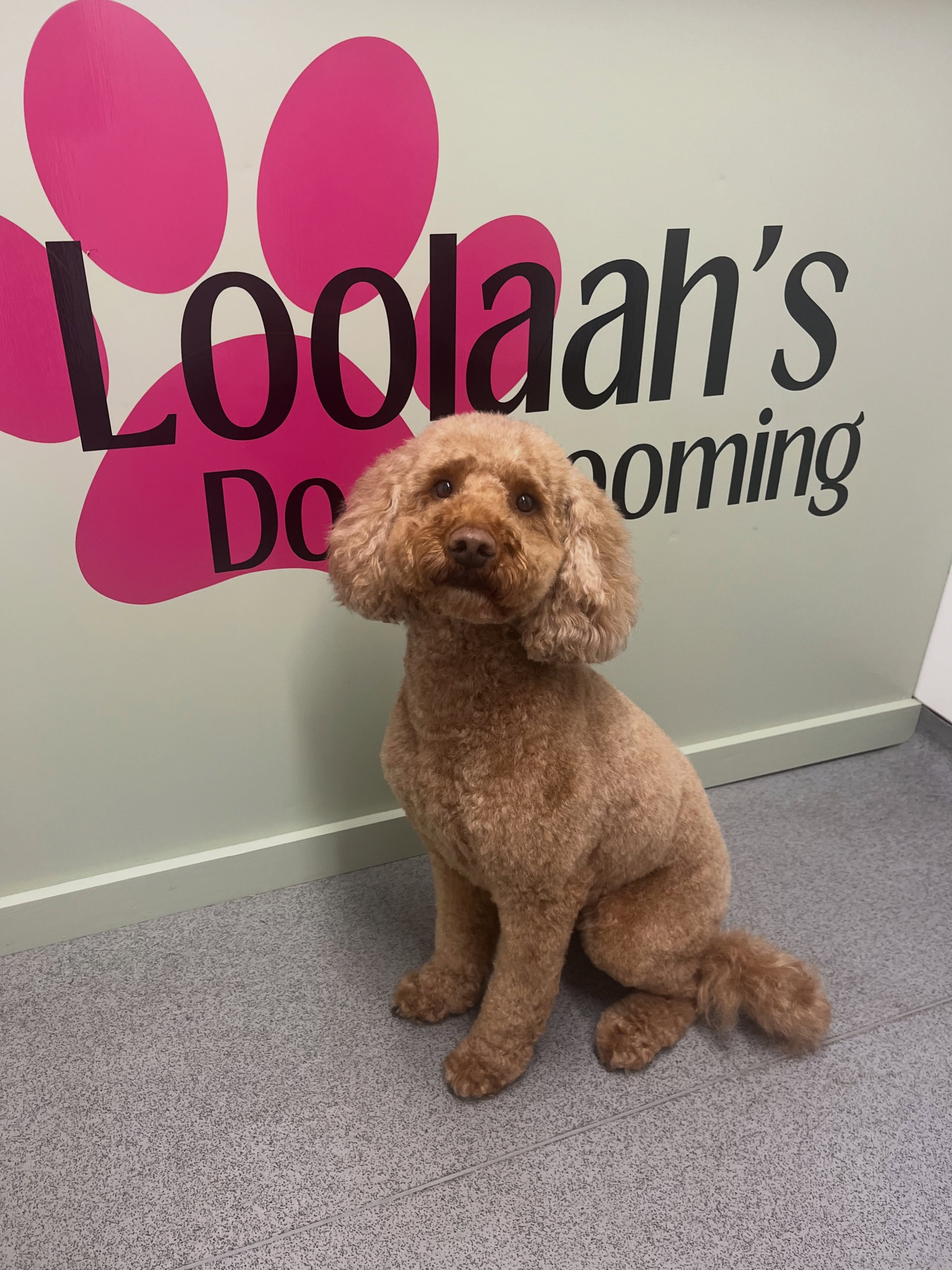 Apricot Toy Poodle with a tidy scissor finish at Loolaah's Dog Grooming