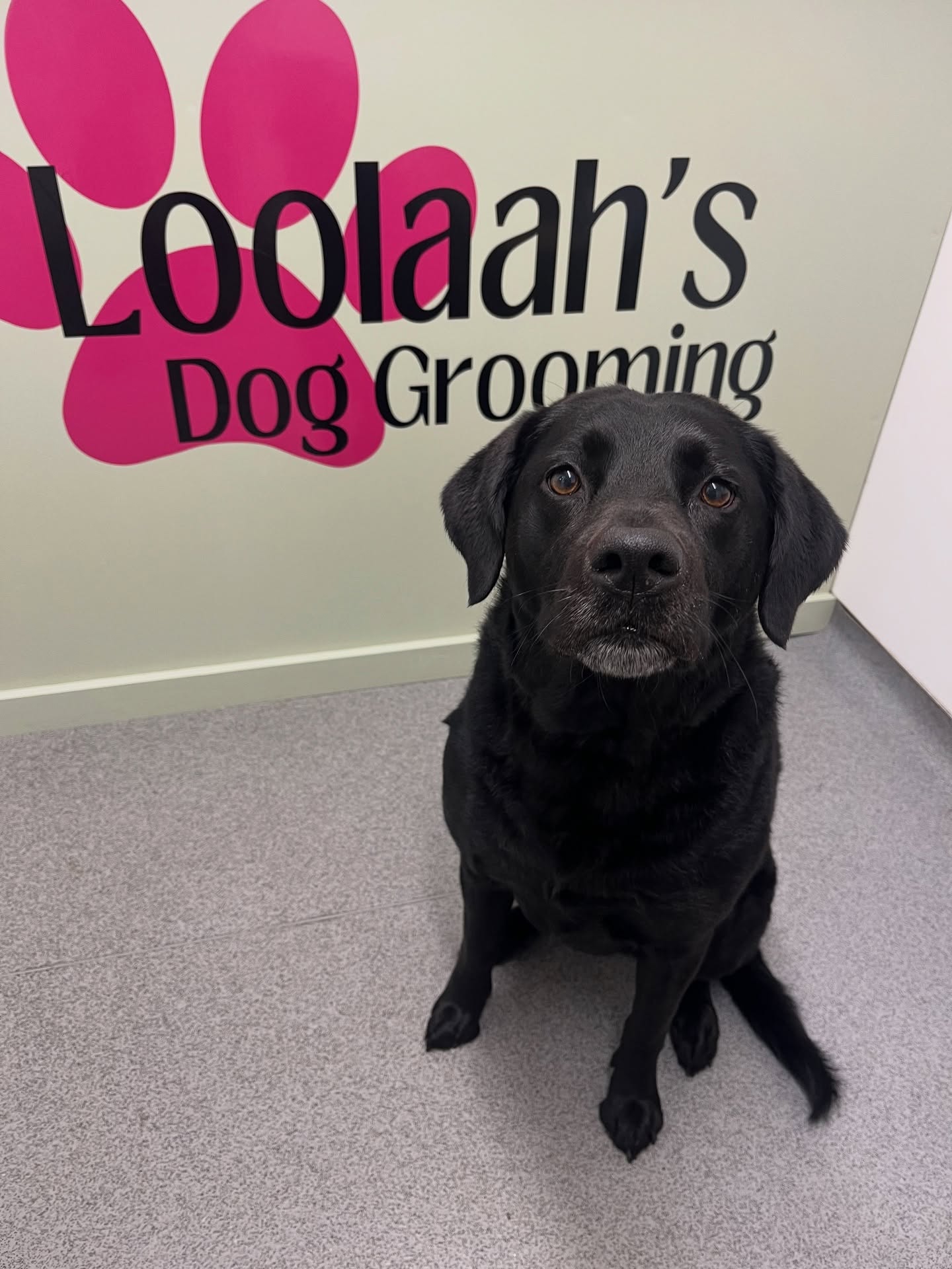 A beautifully groomed black Labrador sitting calmly in front of the Loolaah's pink paw mural