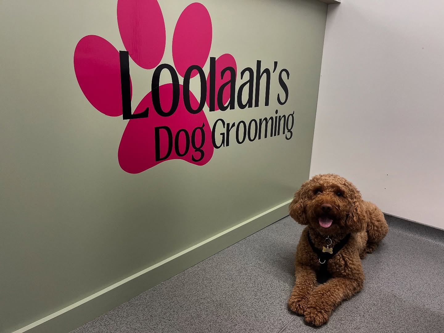 Apricot Cockapoo with a tidy teddy-bear trim relaxing at Loolaah's Dog Grooming