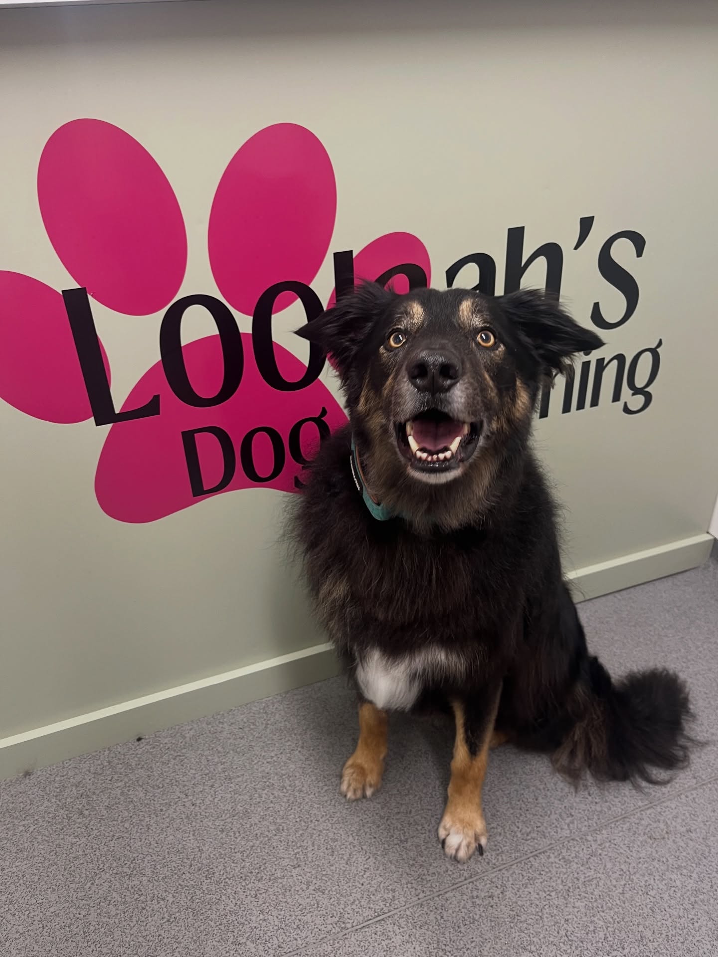 Happy tri-colour Collie cross with a fluffy coat after a de-shed groom