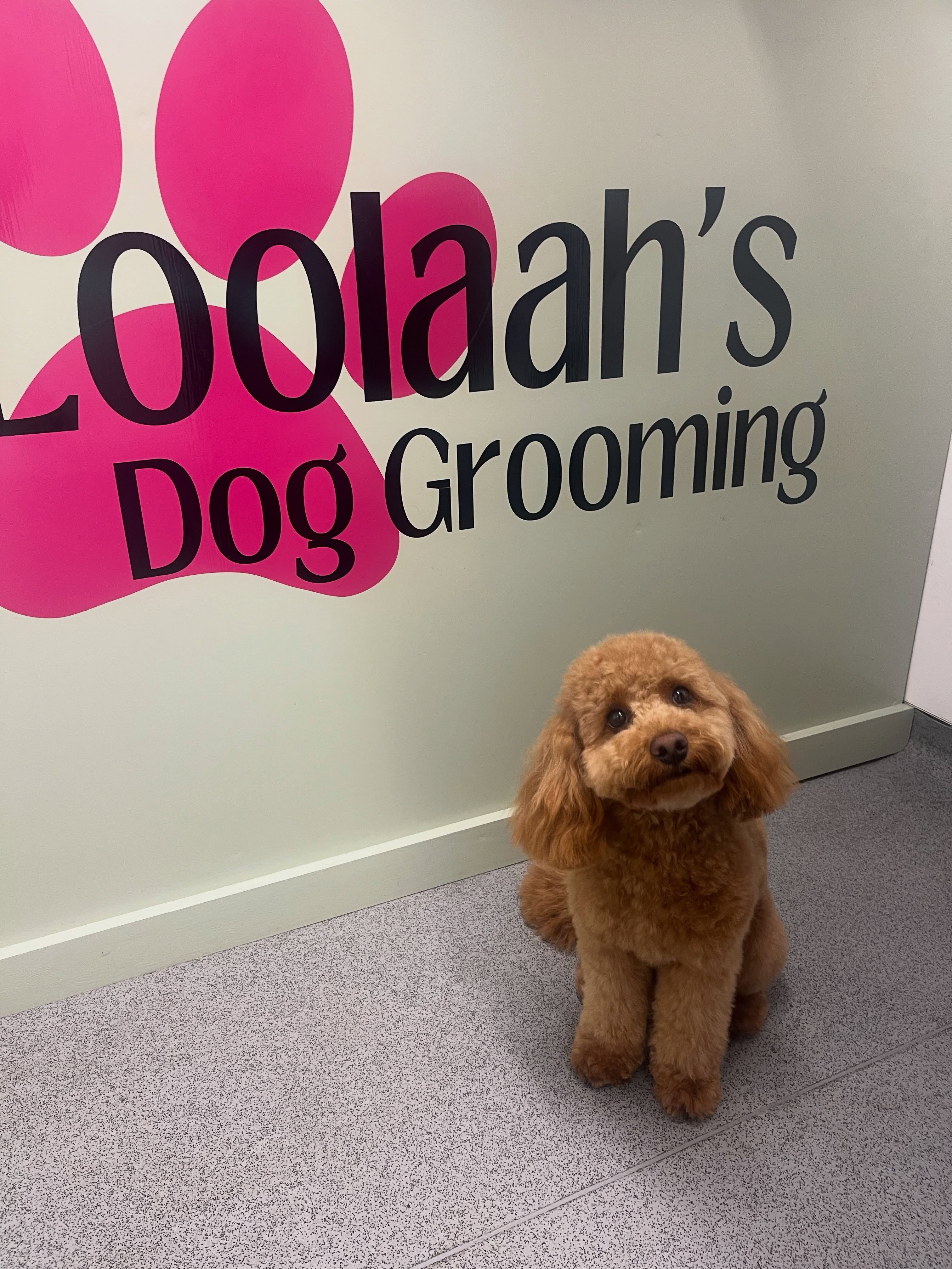 Apricot toy Cockapoo sitting beside the Loolaah's pink paw logo after a teddy-bear face groom