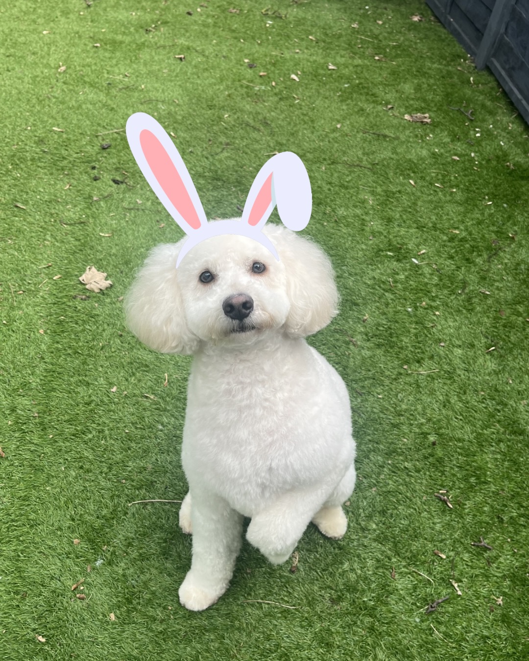 Freshly groomed white Bichonpoo on artificial grass wearing bunny ears for an Easter photo
