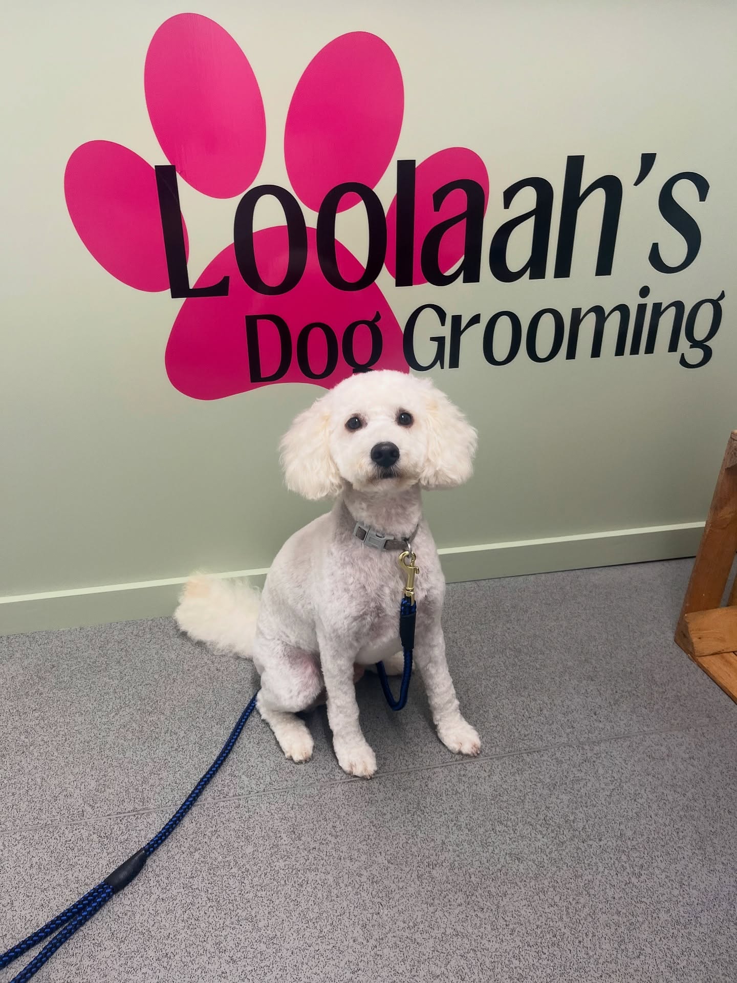 Freshly groomed white Bichon-Poodle cross sitting in front of the pink Loolaah's wall mural