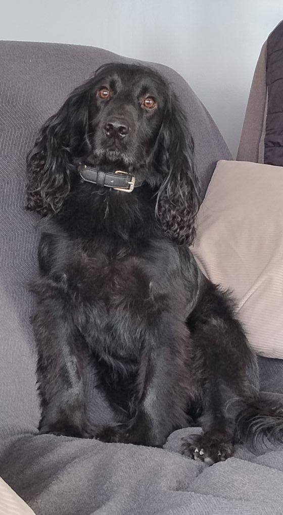Bear, a beautifully groomed black Cocker Spaniel, after his first visit to Loolaah's