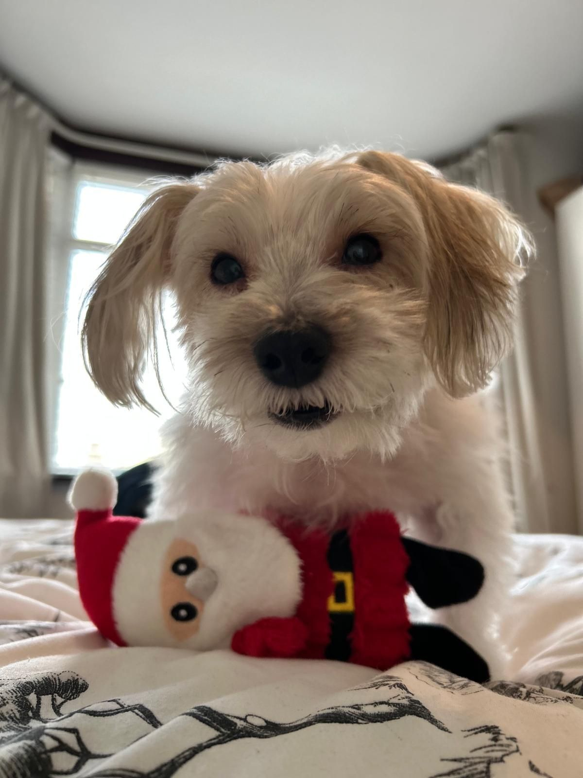 Noodles, a small white and apricot rescue dog, after his Christmas groom at Loolaah's