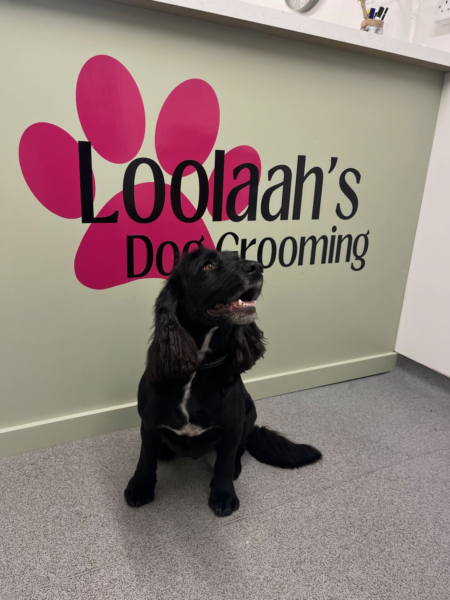 Black Cocker Spaniel after a full groom at Loolaah's Dog Grooming Wickham