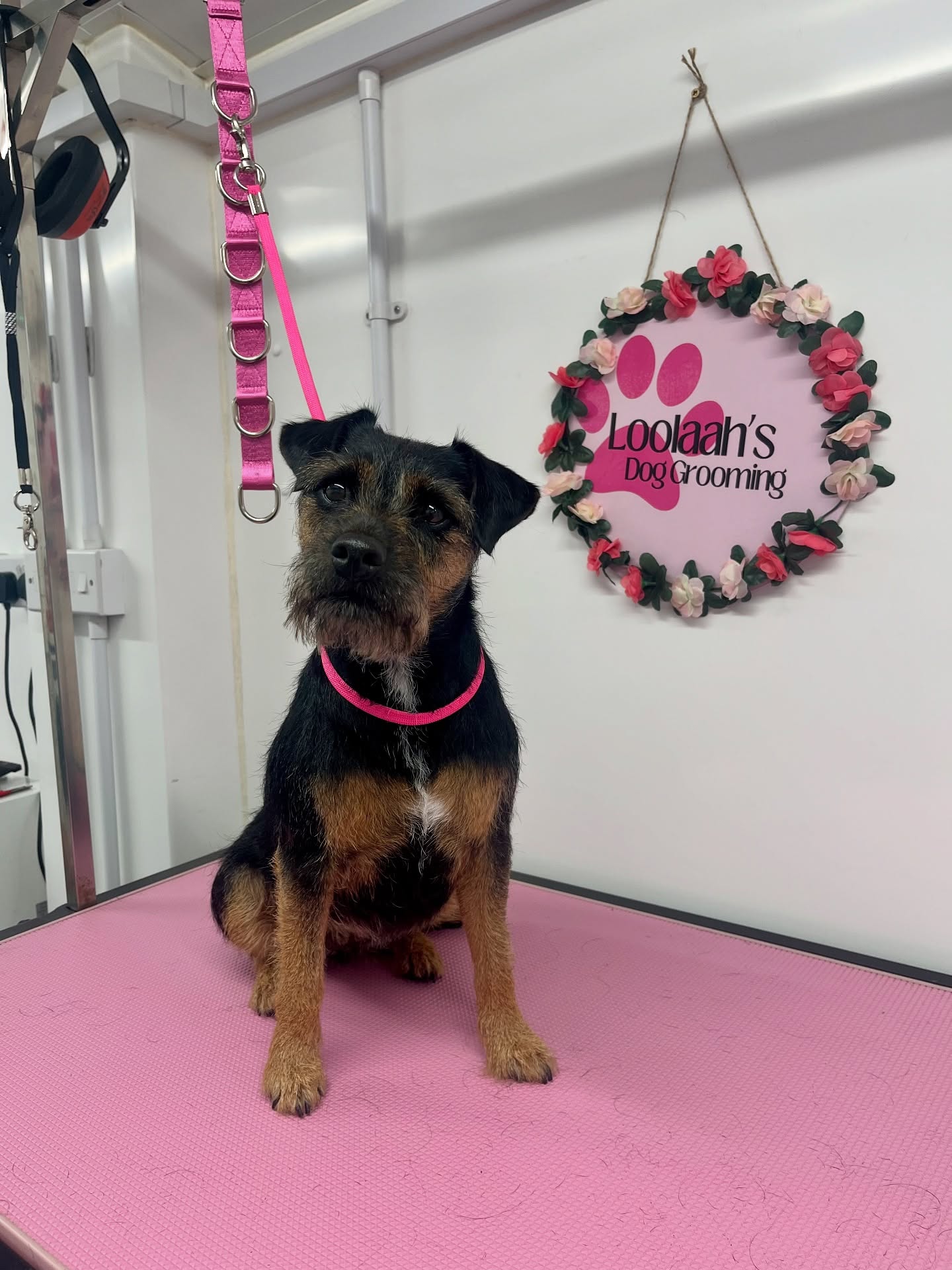 Border Terrier sitting on a pink grooming mat at the Loolaah's salon