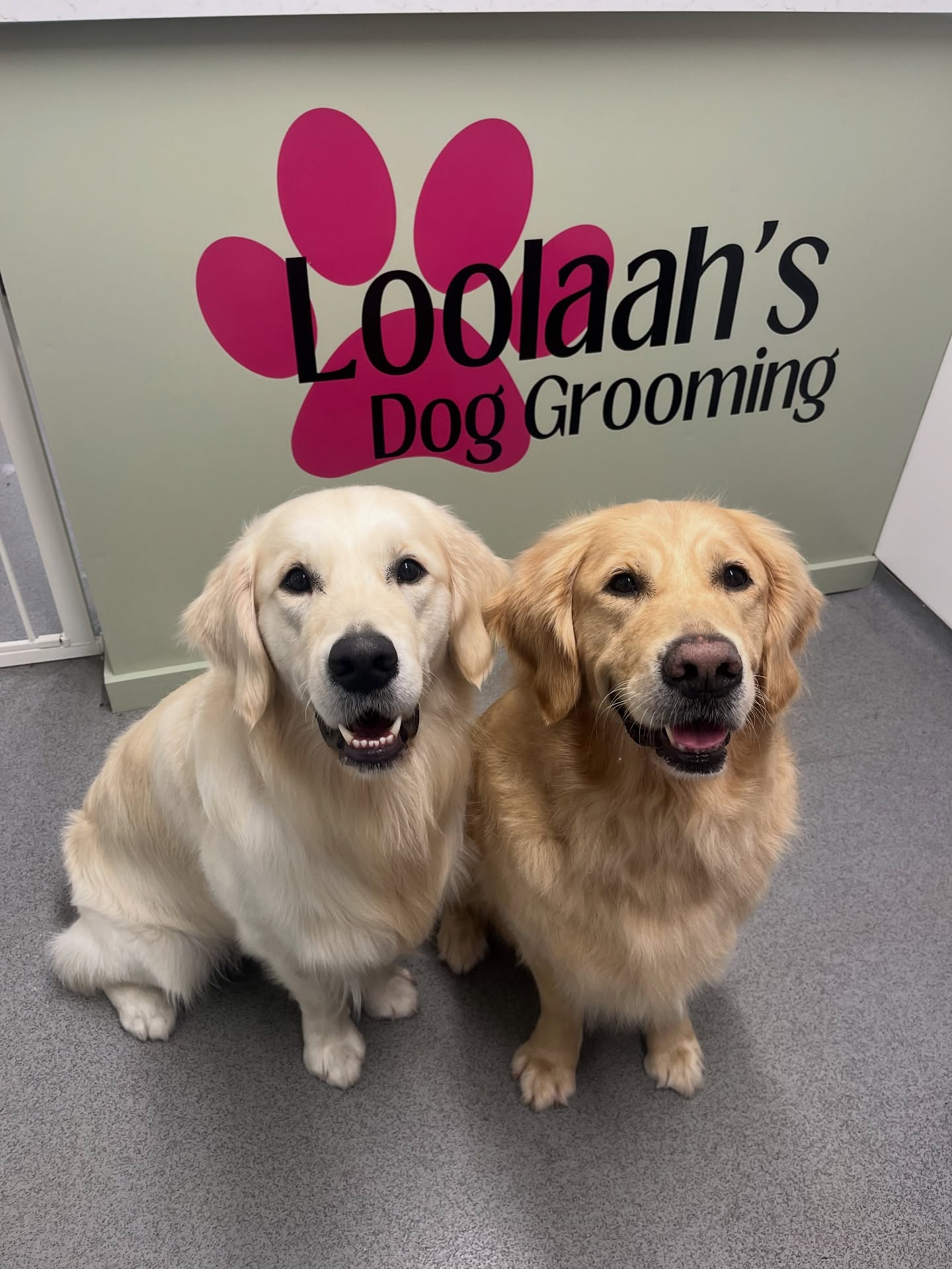 Two beautifully groomed Golden Retrievers sitting side by side after their grooms at Loolaah's